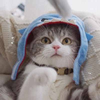 Maria Angela Santos avatar